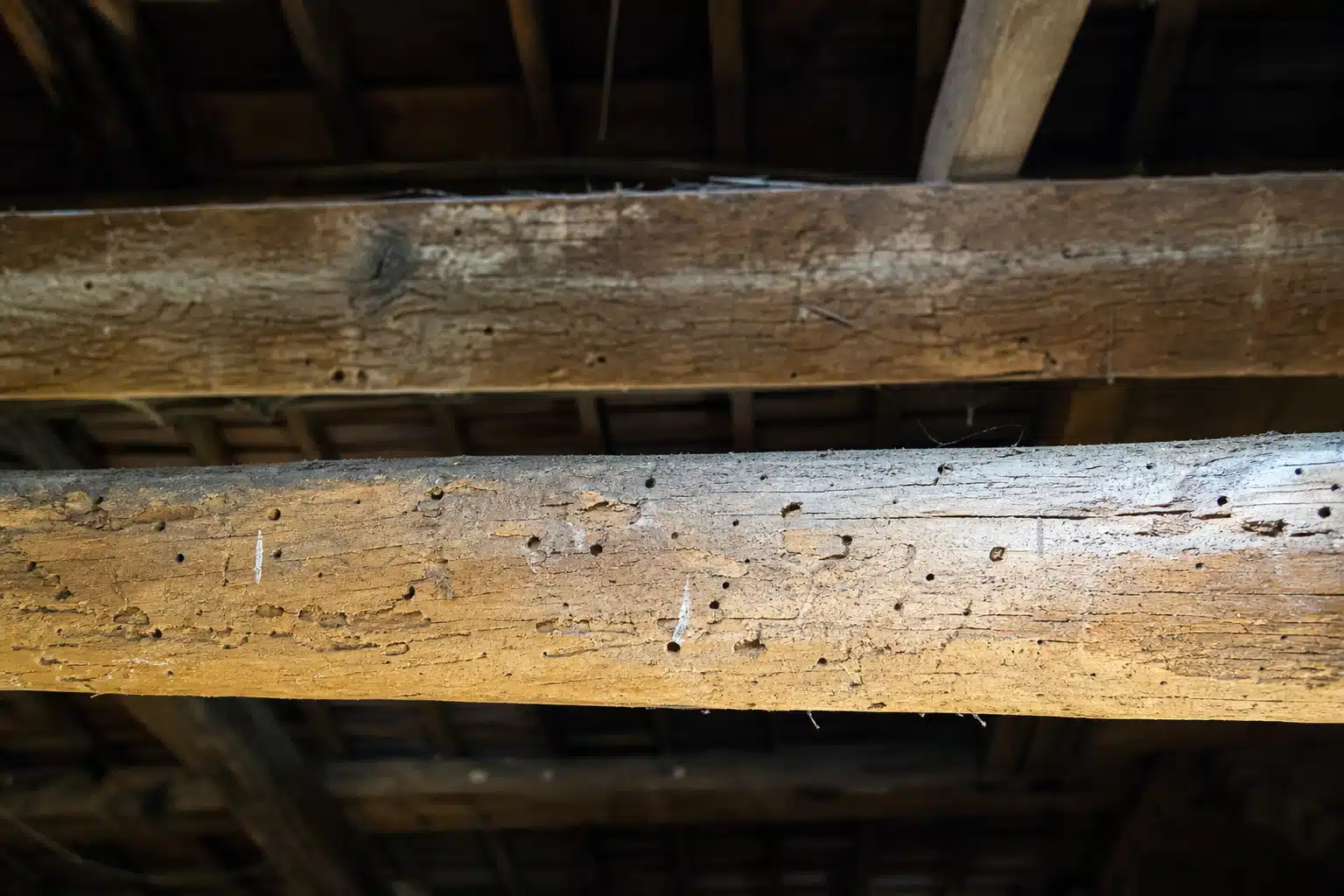 Poutres en bois ancien avec trous d'insectes